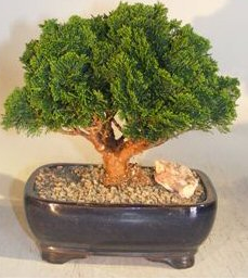 Hinoki Cypress Bonsai Tree Evergreen Conifer - Medium (chamecyparis obtusa 'nana')