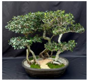Chinese Elm Bonsai Tree  Curved trunk & Exposed Roots  Three (3) Tree Forest Group   (ulmus parvifolia)