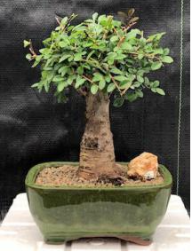 Chinese Elm Bonsai Tree - Aged Straight Trunk Style - Large (ulmus parvifolia)