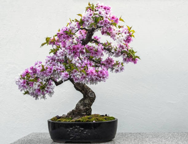 How to Add Elegance to Your Living Room with the Best Flowering Cherry Bonsai Tree for Sale in Holman WI