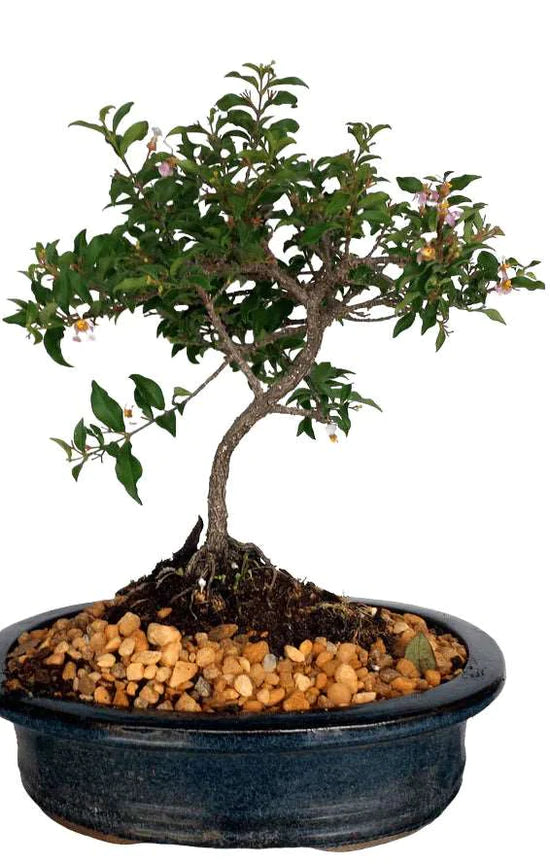 Tips for Purchasing a Cherry Bonsai Tree for Sale in Holman WI
