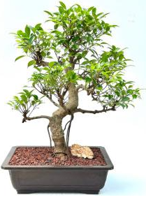 Ficus Bonsai Trees