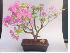 Flowering Korean Azalea Bonsai Tree (Rhododendron var. poukhanense 'Compact')