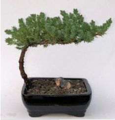 Juniper Bonsai Tree-Small (Juniper Procumbens "nana")