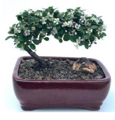 Flowering & Fruiting Evergreen Cotoneaster Bonsai Tree (dammeri 'streibs findling')
