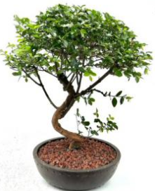 Flowering Sweet Plum Bonsai Tree Curved Trunk Style (sageretia theezans)