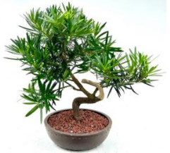 Flowering Podocarpus Bonsai Tree Curved Trunk Style (podocarpus macrophyllus)