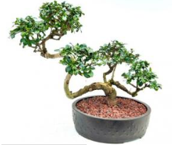 Flowering Fukien Tea Bonsai Tree Semi Cascade Style (ehretia microphylla)