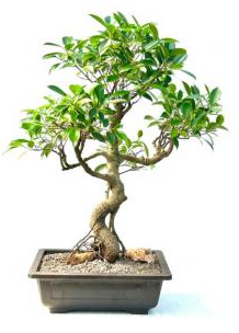 Ficus Retusa Bonsai Tree Curved Trunk & Tired Branching (ficus retusa)