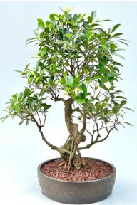 Ficus Retusa Bonsai Tree Curved Trunk & Tired Branching (ficus retusa)