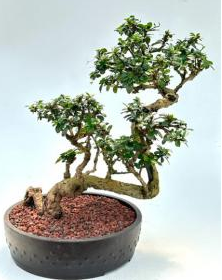 Flowering Fukien Tea Bonsai Tree Semi Cascade Style (ehretia microphylla)