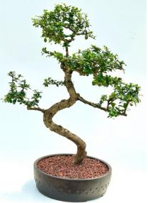 Flowering Fukien Tea Bonsai Tree Curved Trunk & Tiered Branching (ehretia microphylla)