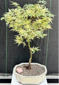 Variegated Butterfly Japanese Maple Bonsai Tree (Acer palmatum ‘Butterfly’)