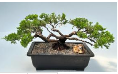 Juniper Bonsai Tree - Trained in Jin Style (juniper procumbens nana)