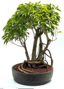 Ficus Philippinensis Bonsai Tree Exposed Root & Banyan Style (ficus philippenensis)