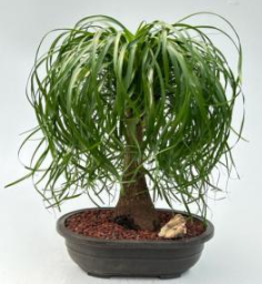 Ponytail Palm Bonsai Tree (beaucamea recurvata)