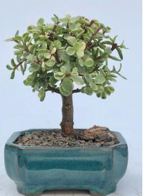 Baby Jade Bonsai Tree Variegated