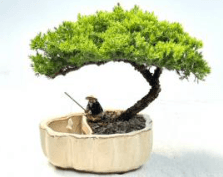Juniper Bonsai Tree Land/Water Pot with Scalloped Edges - Large (Juniper Procumbens "nana")