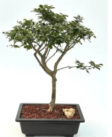Flowering Razzle Dazzle Crape Myrtle Bonsai Tree (Lagerstroemia 'Gamad I')