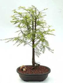 Bald Cypress Bonsai Tree (taxodium distichum)