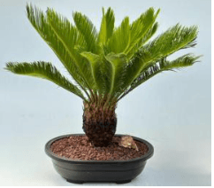Sago Palm Bonsai Tree (cycas revoluta)