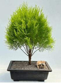 Gold Lawson Cypress Bonsai Tree (Chamaecyparis lawsoniana 'Kelleriis Gold')