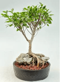 Ficus Retusa Bonsai Tree Root over Rock Style (ficus retusa)