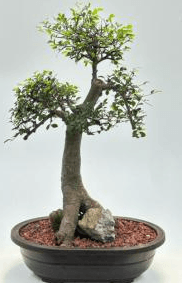 Chinese Elm Bonsai Tree Root Over Rock Style (ulmus parvifolia)