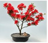 Flowering Red Azalea Bonsai Tree ('Hino Crimson' (Kurume)