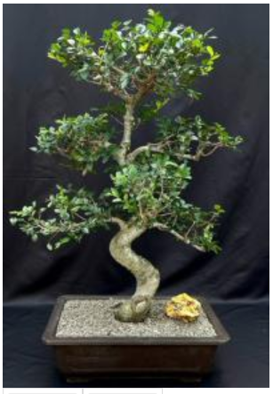 Chinese Elm Bonsai Tree Curved Trunk & Tiered Branching Style (ulmus parvifolia)