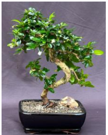 Flowering Fukien Tea Bonsai Tree - Medium  Curved Trunk Style   (ehretia microphylla)