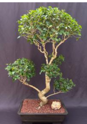 Flowering Ligustrum Bonsai Tree Curved Trunk & Tiered Branching Style (ligustrum lucidum)