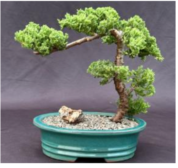 Juniper Bonsai Tree - Trained (juniper procumbens nana