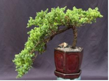Juniper Bonsai Tree - Cascade Style (juniper procumbens nana)