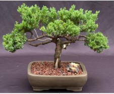 Juniper Bonsai Tree - Trained with Jin & Shari Style (juniper procumbens nana)