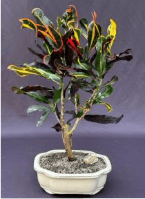 Croton Bonsai Tree (codiaeum variegatum)