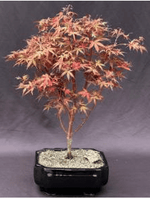 Dwarf Japanese Red Maple Bonsai Tree (Acer palmatum 'Hime shojo')