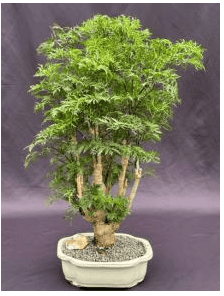Ming Aralia Bonsai Tree (polyscais fruticosa)