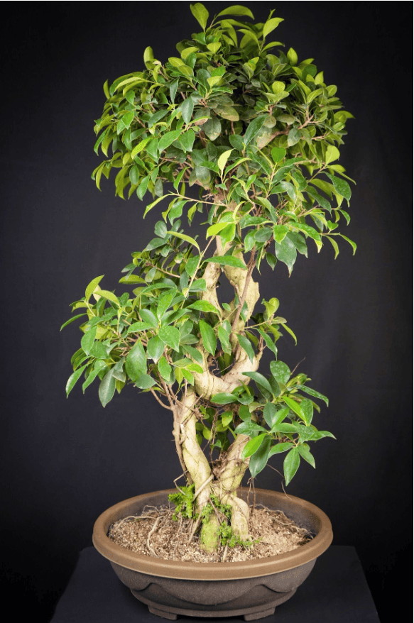 GOLDEN GATE FICUS CRAZY DETAIL TRUNK EASY TO CARE FOR