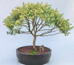 Dwarf English Boxwood Bonsai Tree (buxus semperuirens)