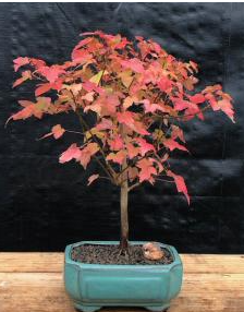 Trident Maple Bonsai Tree   (Acer Buergerianum)