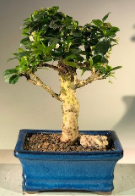 Flowering Fukien Tea Bonsai Tree - Upright  Aged - Medium   (ehretia microphylla)