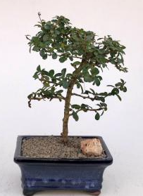 Flowering Fukien Tea Bonsai Tree Small Leaf - Straight Trunk  (ehretia microphylla)