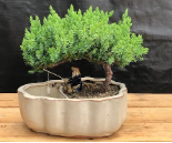 Juniper Bonsai Tree Land/Water Pot with Scalloped Edges (Juniper Procumbens "nana")