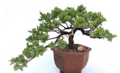 Juniper Bonsai Tree - Trained in Jin Style (juniper procumbens nana)