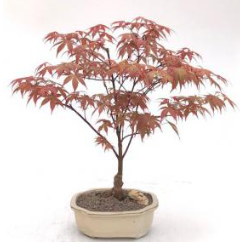 Japanese Red Maple Bonsai Tree (acer palmatum 'Rhode Island Red)