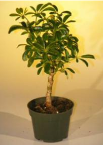Pre Bonsai Hawaiian Umbrella Bonsai Tree - Small (arboricola schefflera 'luseanne')