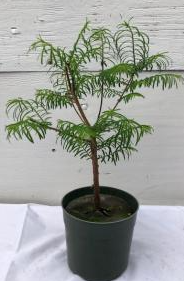 Pre Bonsai Redwood Bonsai Tree - Medium (metasequoia glyptostroboides)