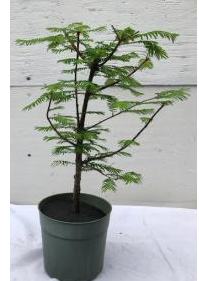 Pre Bonsai Redwood Bonsai Tree - Large (metasequoia glyptostroboides)