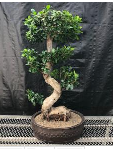 Fruiting Green Emerald Ficus Bonsai Tree Curved Trunk & Tiered Branching (ficus microcarpa)